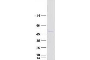 Western Blotting (WB) image for Nucleoporin 43kDa (NUP43) (Transcript Variant 1) protein (Myc-DYKDDDDK Tag) (ABIN2727820)