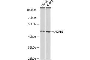 Western blot analysis of extracts of various cell lines, using  antibody (ABIN6134011, ABIN6136599, ABIN6136600 and ABIN6224718) at 1:1000 dilution. (ADRB3 Antikörper  (AA 1-100))