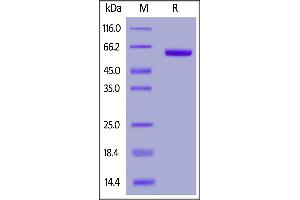 2019-nCoV (COVID-19) S protein RBD, Fc Tag (MALS verified) on SDS-PAGE under reducing (R) condition. (SARS-CoV-2 Spike S1 Protein (RBD) (Fc Tag))