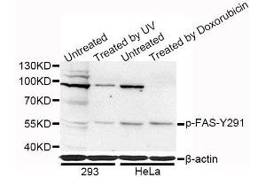 Western blot analysis of extracts of 293 and HeLa cells, using Phospho-FAS-Y291 antibody (ABIN5969870) at 1/1000 dilution. (FAS Antikörper  (pTyr291))