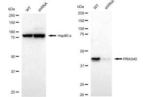 Western blotting analysis using PRAS40 antibody (ABIN7797546). (Rekombinanter PRAS40 Antikörper)