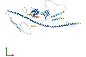 Protein Structure (PS) image for DIX Domain Containing 1 (DIXDC1) (AA 1-683) protein (His tag) (ABIN7547042)