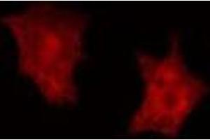 ABIN6275669 staining HepG2 cells by IF/ICC. (ATP6V1C2 Antikörper  (Internal Region))