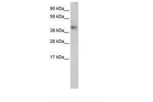 Image no. 1 for anti-Zinc Finger Protein 620 (ZNF620) (AA 324-373) antibody (ABIN202486)