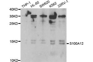 Western Blotting (WB) image for anti-S100 Calcium Binding Protein A12 (S100A12) antibody (ABIN1876516) (S100A12 Antikörper)