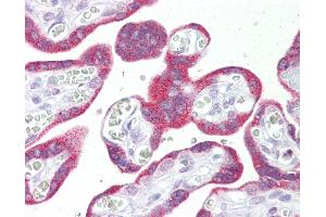 Anti-MSI2 antibody IHC of human placenta. (MSI2 Antikörper  (N-Term))