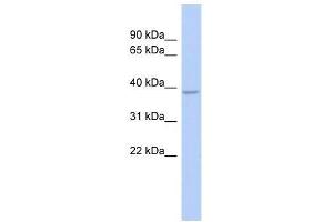 Western Blot showing SOX7 antibody used at a concentration of 1. (SOX7 Antikörper  (Middle Region))