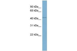WB Suggested Anti-WDR8 Antibody Titration:  0. (WDR8 Antikörper  (Middle Region))