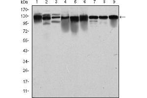 Western blot analysis using MCM2 mouse mAb against PC-12 (1), Cos7 (2), NIH/3T3 (3), HepG2 (4), HEK293 (5), K562 (6), Jurkat (7), Hela (8) and MCF-7 (9) cell lysate. (MCM2 Antikörper)