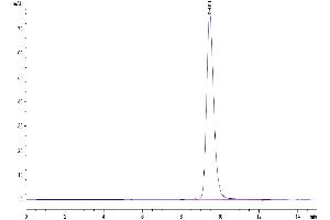 The purity of Human FOLR2 is greater than 95 % as determined by SEC-HPLC. (FOLR2 Protein (AA 17-228) (His tag))