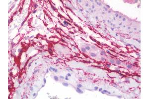 Anti-Fibulin-3 / EFEMP1 antibody IHC staining of human testis.