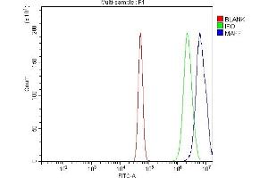 Flow Cytometry analysis of A431 cells using anti-MAFF antibody (ABIN7599317). (MafF Antikörper  (AA 1-37))