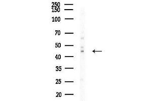 anti-Activity-Regulated Cytoskeleton-Associated Protein (Arc) (Internal Region) antibody