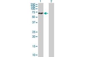 Western Blot analysis of MTMR14 expression in transfected 293T cell line by MTMR14 MaxPab polyclonal antibody.