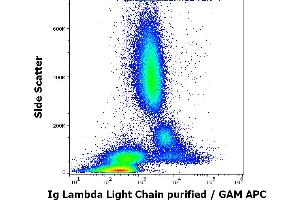 Flow cytometry surface staining pattern of human peripheral whole blood stained using anti-human Ig Lambda Light Chain (1-155-2) purified antibody (concentration in sample 4 μg/mL, GAM APC). (Lambda-IgLC Antikörper)