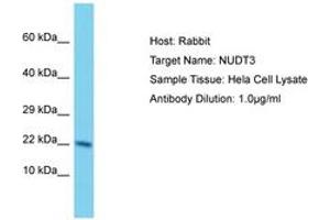 Image no. 1 for anti-Nudix (Nucleoside Diphosphate Linked Moiety X)-Type Motif 3 (NUDT3) (AA 73-122) antibody (ABIN6750585)