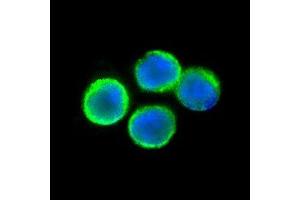 Immunofluorescent TNFRSF1A detection in human lymphocytes (green fluorescence). (TNFRSF1A Antikörper  (N-Term))