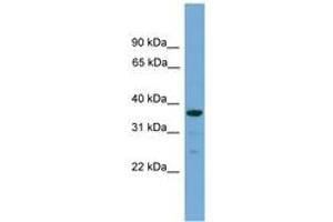 Image no. 1 for anti-Hyaluronan and Proteoglycan Link Protein 2 (HAPLN2) (C-Term) antibody (ABIN6745163) (HAPLN2 Antikörper  (C-Term))