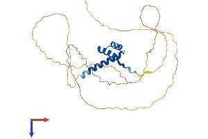 CRX Protein (AA 1-299) (His tag)