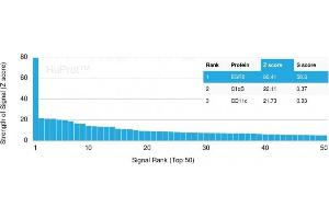 Analysis of Protein Array containing more than 19,000 full-length human proteins using Estrogen Receptor beta-1 Mouse Monoclonal Antibody (ESR2/3005) Z- and S- Score: The Z-score represents the strength of a signal that a monoclonal antibody (Monoclonal Antibody) (in combination with a fluorescently-tagged anti-IgG secondary antibody) produces when binding to a particular protein on the HuProtTM array. (ESR2 Antikörper)