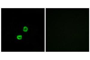 Immunofluorescence (IF) image for anti-Glucosaminyl (N-Acetyl) Transferase Family Member 7 (GCNT7) (C-Term) antibody (ABIN1850894) (GCNT7 Antikörper  (C-Term))