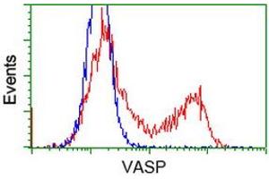 Image no. 1 for anti-Vasodilator-Stimulated phosphoprotein (VASP) antibody (ABIN1501696) (VASP Antikörper)