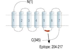Representative domain view of the target of ABIN7884965.