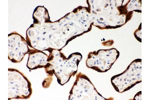 Anti- SerpinB2 Picoband antibody,IHC(P) IHC(P): Human Placenta Tissue (SERPINB2 Antikörper  (AA 1-180))