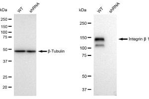 Western blotting analysis using Integrin beta 1 antibody (ABIN7799066). (Rekombinanter ITGB1 Antikörper)