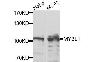Western blot analysis of extracts of HeLa and MCF7 cells, using MYBL1 antibody. (MYBL1 Antikörper)