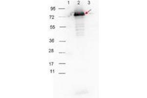 Image no. 1 for Goat anti-Rabbit IgG (Whole Molecule) antibody (HRP) (ABIN300816)