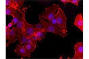Immunofluorescence (IF) image for anti-CD34 (CD34) antibody (ABIN2664601) (CD34 Antikörper)