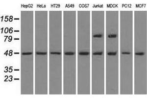 Western blot analysis of extracts (35 µg) from 9 different cell lines by using anti-LEMD3 monoclonal antibody.