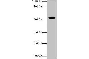 Western blot All lanes: CHRNA1 antibody at 2 μg/mL + Rat skeletal muscle tissue Secondary Goat polyclonal to rabbit IgG at 1/10000 dilution Predicted band size: 55, 52 kDa Observed band size: 55 kDa (CHRNA1 Antikörper  (AA 21-255))