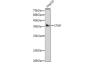 Western blot analysis of extracts of HepG2 cells, using CTGF antibody (ABIN6127716, ABIN6139187, ABIN6139190 and ABIN6215053) at 1:1000 dilution.