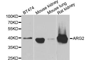 Western blot analysis of extracts of various cell lines, using ARG2 antibody. (ARG2 Antikörper)