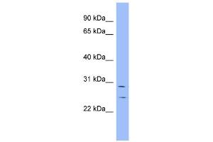WB Suggested Anti-HEY1 Antibody Titration:  0. (HEY1 Antikörper  (N-Term))