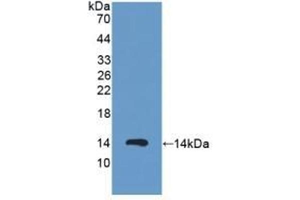 PKIA Antikörper  (AA 13-71)