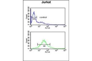 Flow cytometric analysis of Jurkat cells using PDK2 Antibody  (bottom histogram) compared to a negative control cell (top histogram). (PDK2 Antikörper)