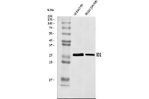 Western blot analysis of ID1 using anti-ID1 antibody (ABIN7600164).