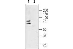 Western blot analysis of human MCF-7 breast adenocarcinoma cell lysate: - 1. (KCNA1 Antikörper  (1st Extracellular Loop))