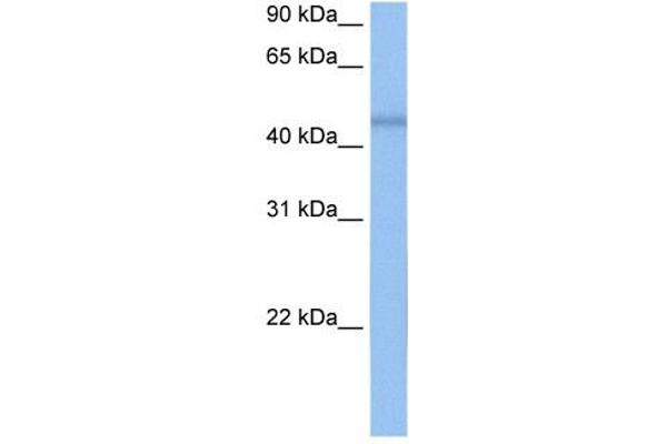 C7orf64 Antikörper  (C-Term)