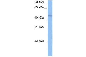 DKFZP564O0523 antibody used at 0. (C7orf64 Antikörper  (C-Term))