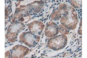 DAB staining on IHC-P; Samples: Human Stomach Tissue (GADD45B Antikörper  (AA 1-160))