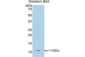 Detection of Recombinant DCD, Human using Polyclonal Antibody to Dermcidin (DCD) (Dermcidin Antikörper  (AA 18-110))