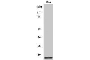 Western Blotting (WB) image for anti-COX17 Cytochrome C Oxidase Assembly Protein 17 (COX17) (N-Term) antibody (ABIN3184056) (COX17 Antikörper  (N-Term))