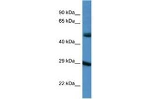 Image no. 1 for anti-Gap Junction Protein, delta 3, 31.9kDa (GJD3) (AA 198-247) antibody (ABIN6747566) (Gap Junction Protein, delta 3, 31.9kDa (GJD3) (AA 198-247) Antikörper)