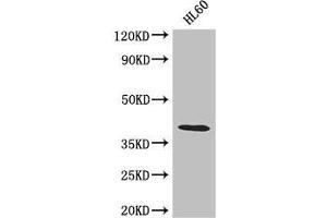Western Blot Positive WB detected in: HL60 whole cell lysate All lanes: LUZP2 antibody at 2.