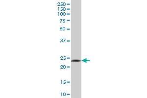 GZMH MaxPab polyclonal antibody. (GZMH Antikörper  (AA 1-246))