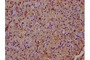 IHC image of ABIN7142862 diluted at 1:400 and staining in paraffin-embedded human pancreatic tissue performed on a Leica BondTM system. (INPP5E Antikörper  (AA 1-133))